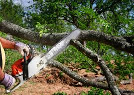 Best Commercial Tree Services  in Mifflinburg, PA